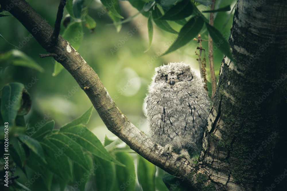 Fototapeta premium A young owl perched quietly on a tree branch in a lush green forest during the morning hours