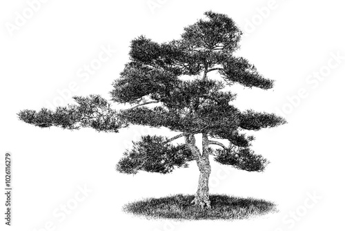 A detailed black and white sketch of a solitary tree showcasing its unique shape and intricate branches on a transparent background