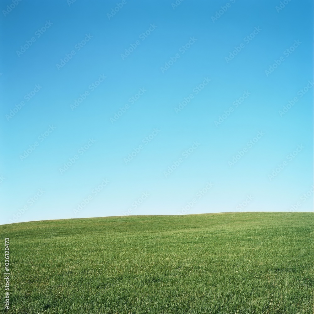 Obraz premium Lush Green Meadow Under Blue Sky Stock Photo