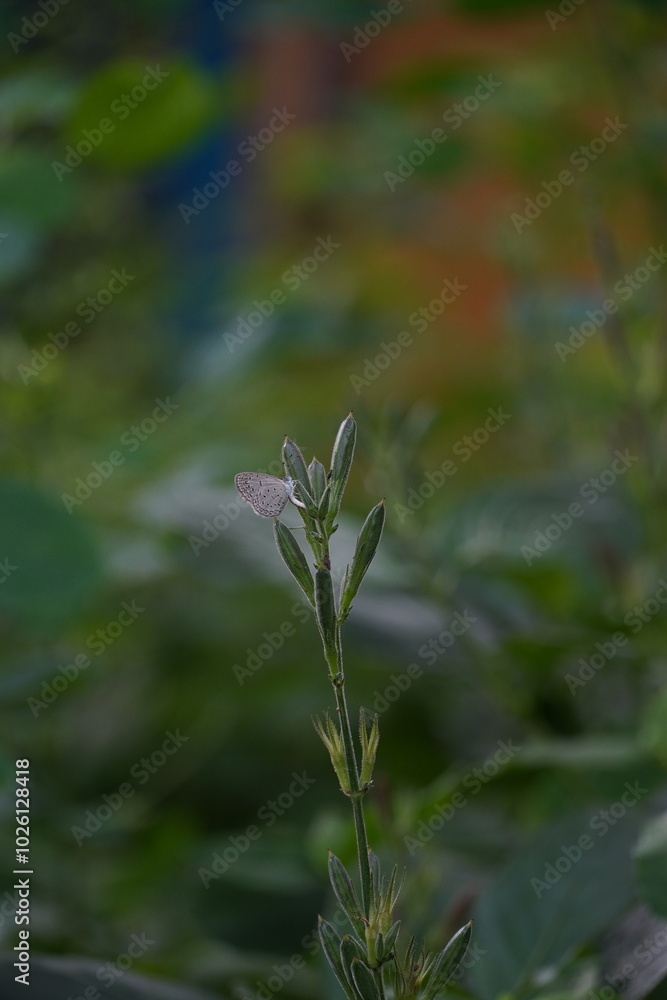 The sight of a small white butterfly perched on a plant encapsulates the essence of grace and simplicity in nature The sight of a small white butterfly perched on a plant encapsulates the essence of grace and simplicity in nature