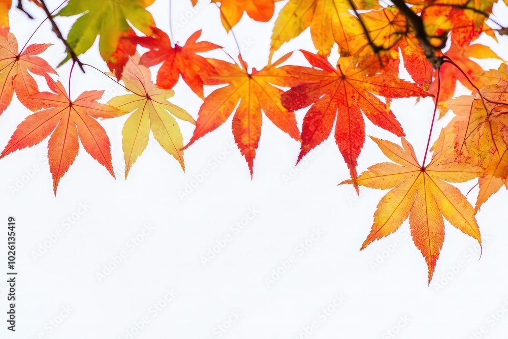 simple Maple leaves, white background simple Maple leaves, white background
