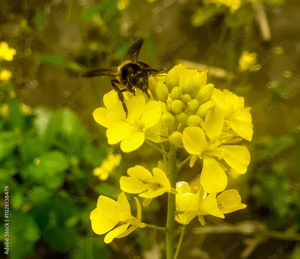 Honey bee sitting on mustard yellow flower and collecting nectar. Bee on flower Honey bee sitting on mustard yellow flower and collecting nectar. Bee on flower