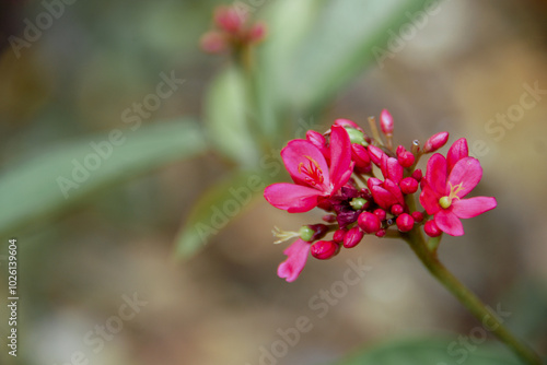 Jatropha integerrima, commonly known as peregrina or spicy jatropha, is a species of flowering plant in the spurge family, Euphorbiaceae photo