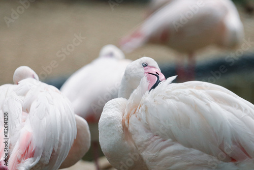 Flamingos or flamingoes are a type of wading bird in the family Phoenicopteridae, which is the only extant family in the order Phoenicopteriformes.