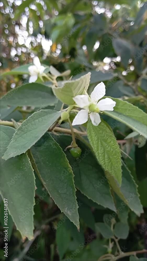White flowers muntingia calabura blowing the wind in a garden White flowers muntingia calabura blowing the wind in a garden