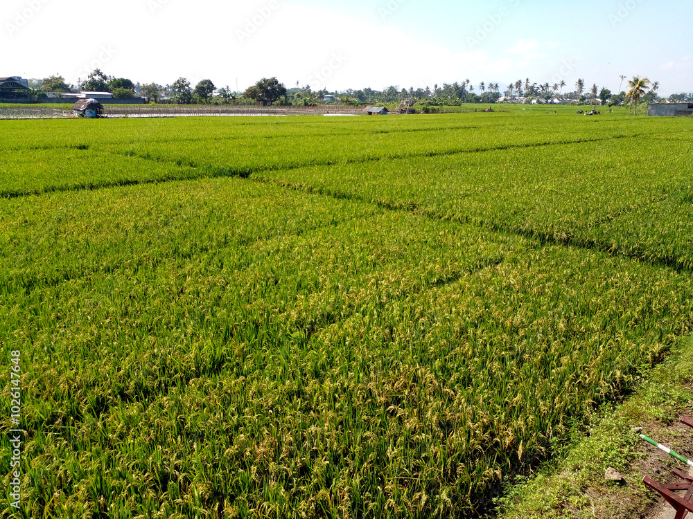 rice field rice field