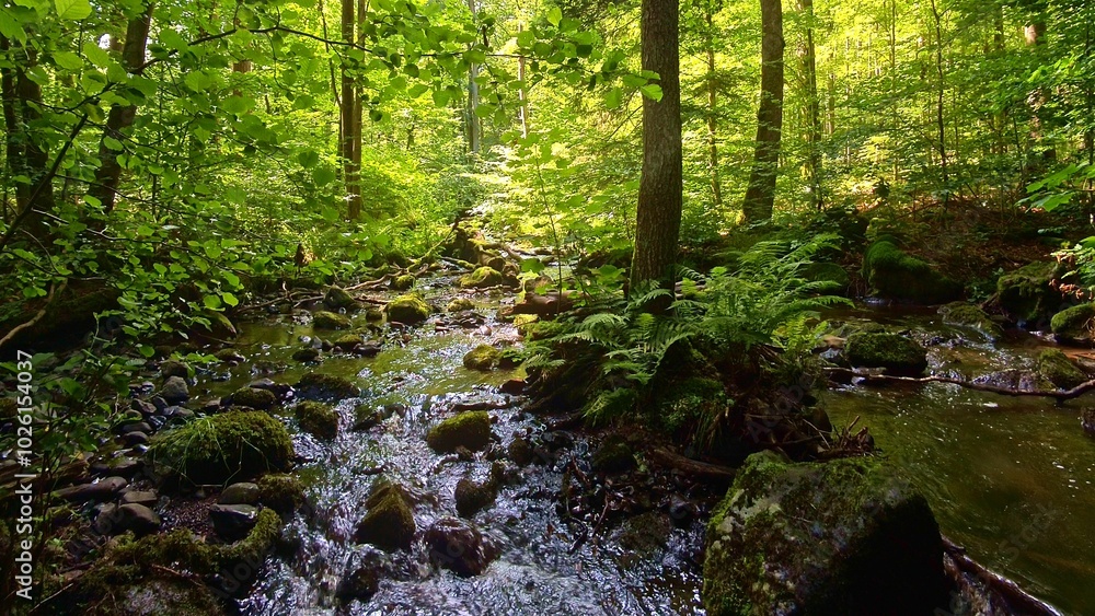 idyllischer Wildwasserbach im grünen lichtdurchflutetem märchenhaftem Wald mit moosbedeckten Felsen, Bäume, Pflanzen, Sonnenlicht, Erholung, Landschaft, wandern, Idylle
idyllischer Wildwasserbach im grünen lichtdurchflutetem märchenhaftem Wald mit moosbedeckten Felsen, Bäume, Pflanzen, Sonnenlicht, Erholung, Landschaft, wandern, Idylle