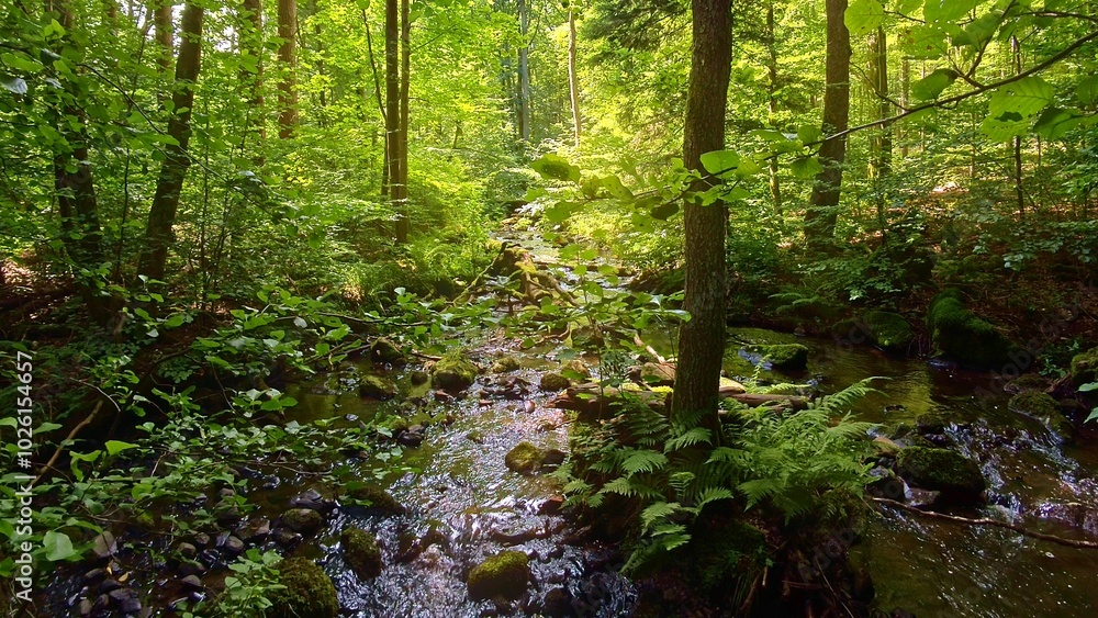 Fototapeta premium idyllischer Wildwasserbach im grünen lichtdurchflutetem märchenhaftem Wald mit moosbedeckten Felsen, Bäume, Pflanzen, Sonnenlicht, Erholung, Landschaft, wandern, Idylle 