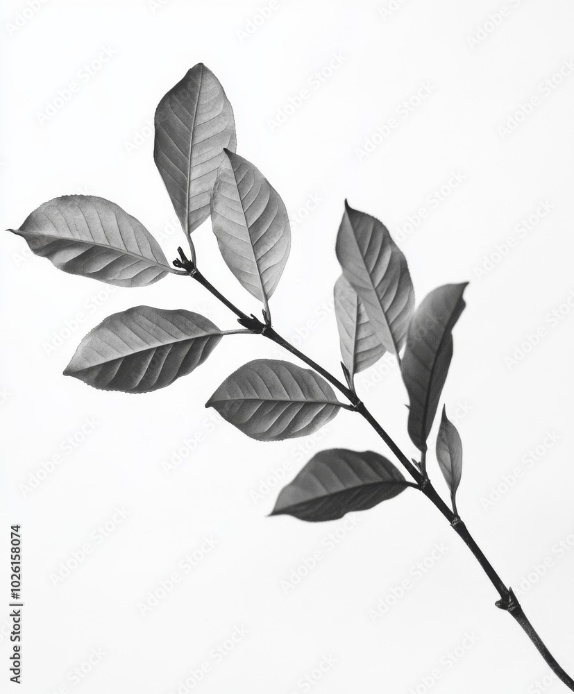 a branch with coffee leaves In black and white a branch with coffee leaves In black and white