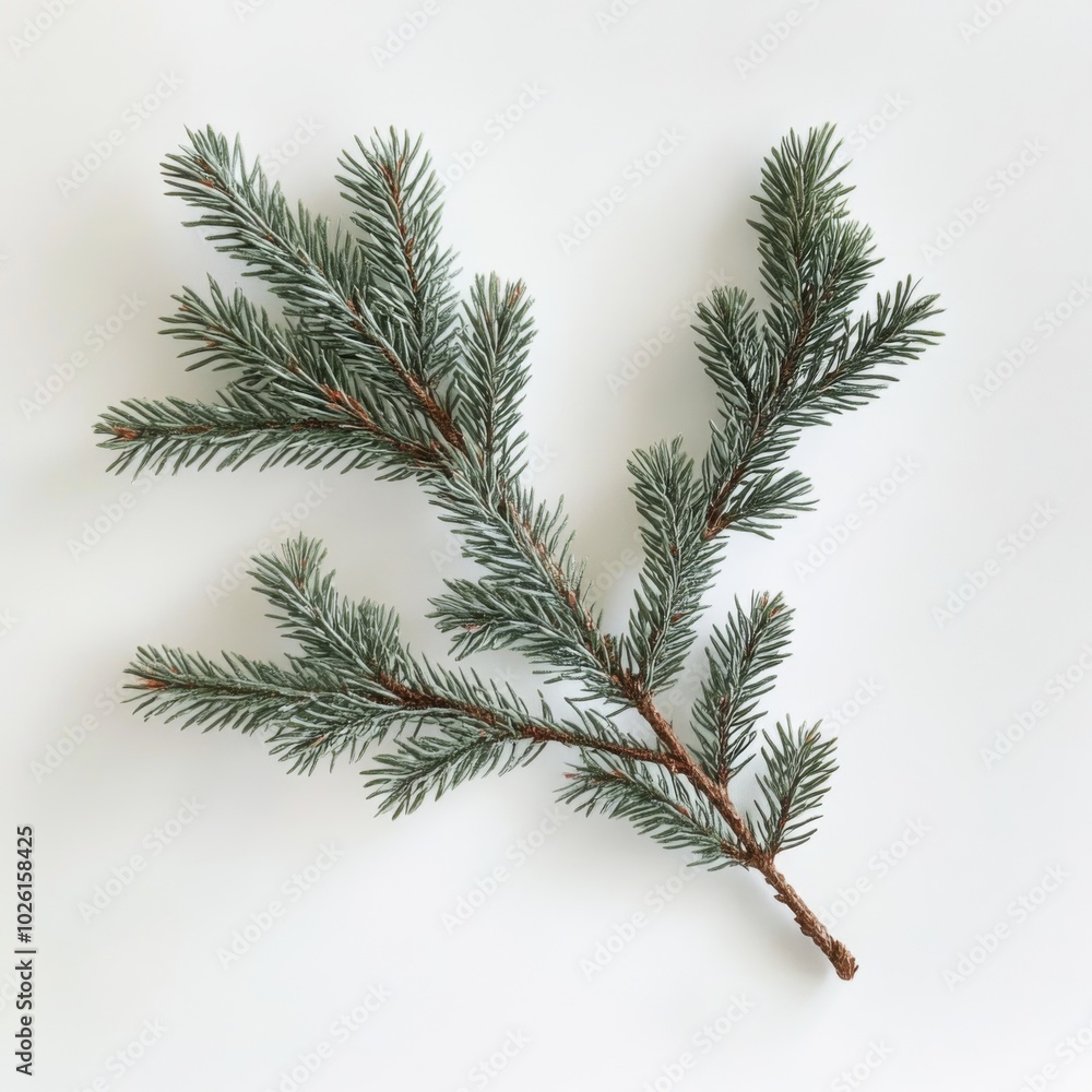 Fir tree branch Fir tree branch
