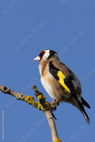 European Goldfinch (Carduelis carduelis) spotted in North County, Dublin, commonly found across Europe