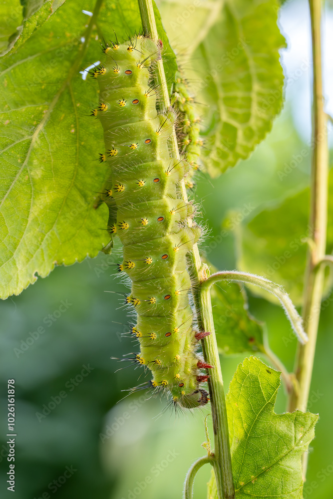 Fototapeta premium Emperor Moth caterpillar - Saturnia pavoniella, beautiful rare moth from European forests and woodlands, Italy.
