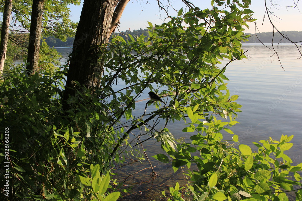 tree in the water tree in the water