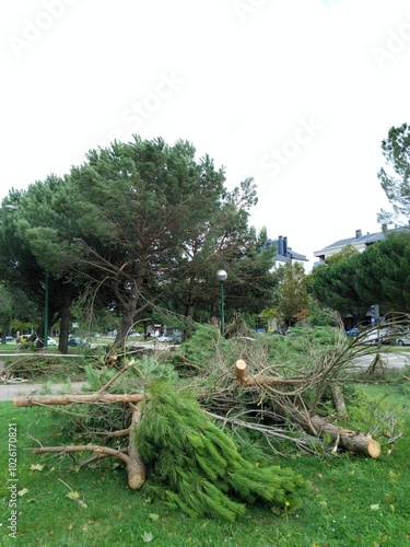 Arboles derribados por el viento photo