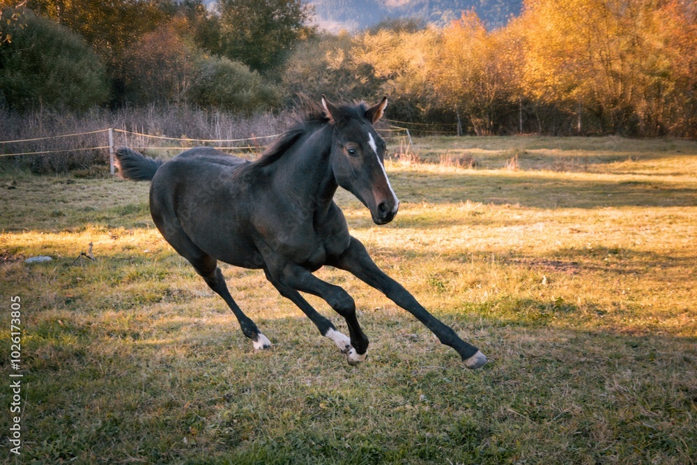 the young horse goes crazy and runs away the young horse goes crazy and runs away