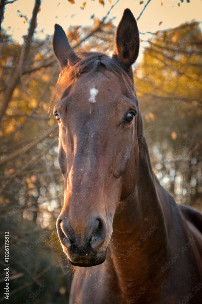 Obraz premium beautiful autumn portrait of a brown mare,portrait of a horse