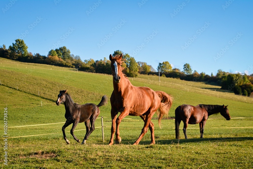 an older horse teaches a young foal to run gracefully,horses at the run an older horse teaches a young foal to run gracefully,horses at the run