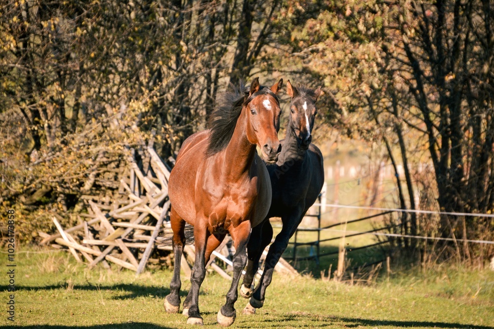 the foal runs along with its mother the foal runs along with its mother