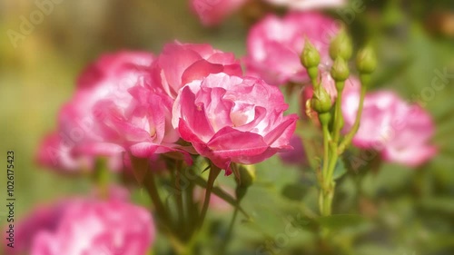 Wallpaper Mural Very beautiful roses in the garden. 4K zoom-out video with blur Torontodigital.ca