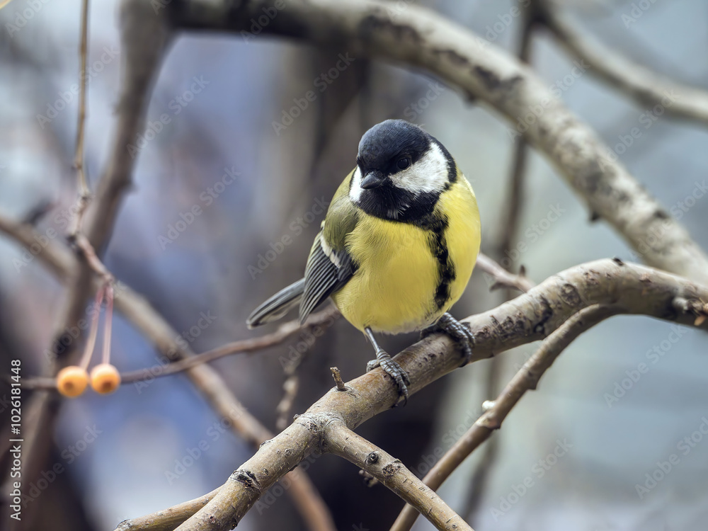Great tit-mouse sitting on a winter apple tree . Close-up Great tit-mouse sitting on a winter apple tree . Close-up