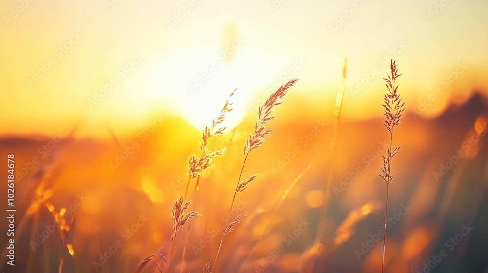 Tranquil field at sunset - Capturing the peaceful and calming atmosphere of a field at sunset, with soft light and gentle colors, perfect for meditation, relaxation, and nature-focused content. Tranquil field at sunset - Capturing the peaceful and calming atmosphere of a field at sunset, with soft light and gentle colors, perfect for meditation, relaxation, and nature-focused content.