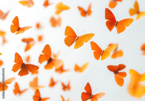 Orange Butterflies.