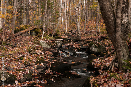 Brook tumbling over moss covered rocks in northeastern Vermont shortly after peak fall foliage
