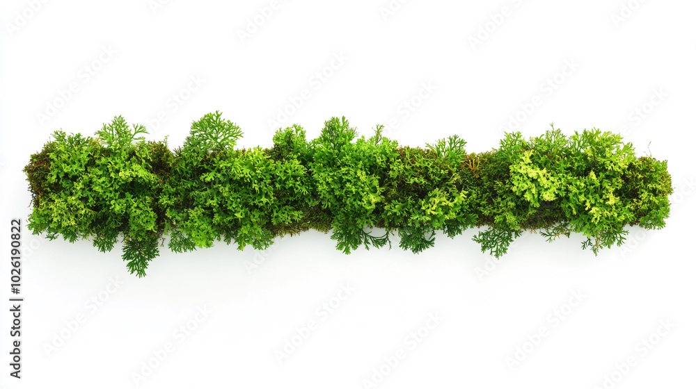 Lush green moss arrangement displayed on a white background showcasing nature's beauty Lush green moss arrangement displayed on a white background showcasing nature's beauty