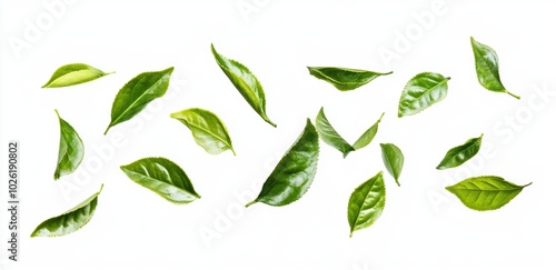 Green Tea Leaves.