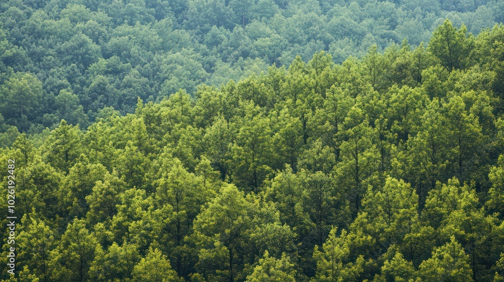 A large-scale reforestation initiative focused on restoring ecosystems damaged by human activity. A large-scale reforestation initiative focused on restoring ecosystems damaged by human activity.