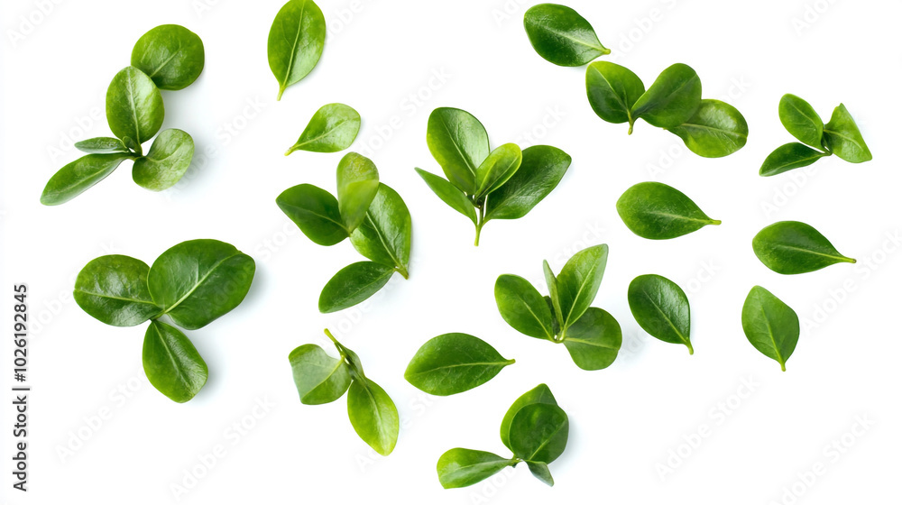 Fresh green tea leaves arranged artistically on a white surface for herbal tea preparation Fresh green tea leaves arranged artistically on a white surface for herbal tea preparation
