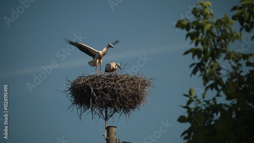 Young white storks flapping their wings and learning to fly in their nest during summer in Latvian countryside