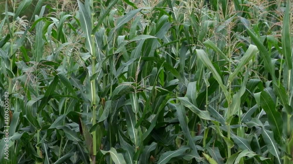 Corn trees in the garden swaying in the wind. View of a corn field in the countryside. Footage 4K, 60 Fps can be used for slow motion Corn trees in the garden swaying in the wind. View of a corn field in the countryside. Footage 4K, 60 Fps can be used for slow motion