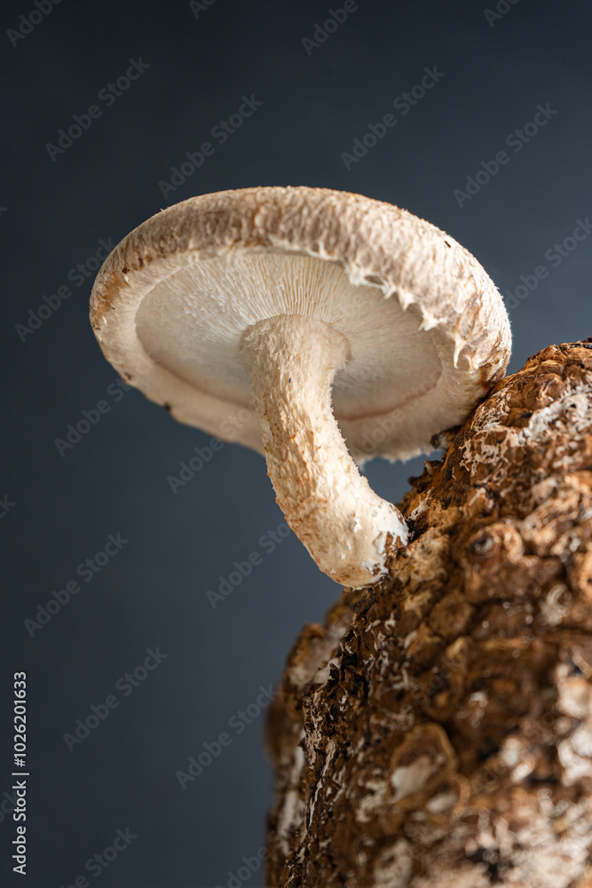 Fresh Shiitake Mushrooms. Growing Shiitake mushrooms. Close-up asian ingredients. Eco Food Bio Vegetarian Food Edible. Saw dust blocks for culinary mushroom growing. Fresh Shiitake Mushrooms. Growing Shiitake mushrooms. Close-up asian ingredients. Eco Food Bio Vegetarian Food Edible. Saw dust blocks for culinary mushroom growing.