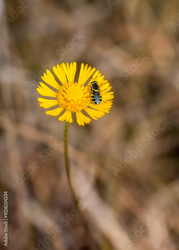 A brightly colored soldier fly, Stratiomys spp, on sneezeweed in Apalachicola, Florida. photo