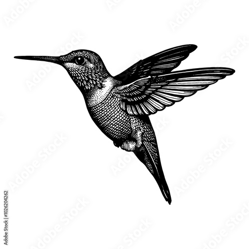 Hummingbird in Detailed Side View Black and White Outline Line Art Drawing Illustration