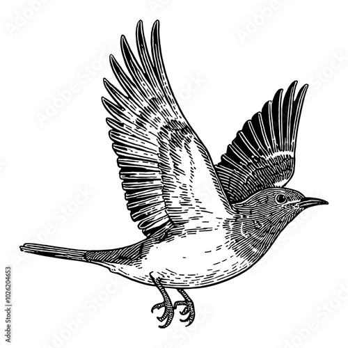 Mockingbird in Flight with Intricate Black and White Outline Line Art Drawing of Wings Extended