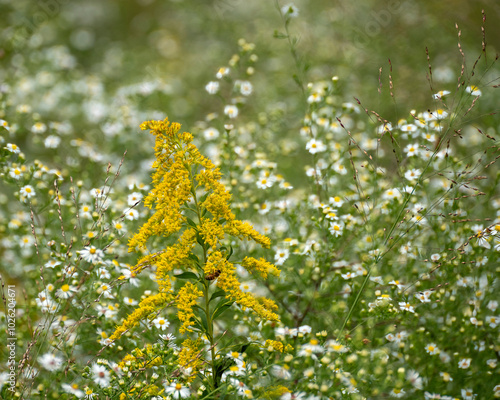 A close-up of the flower head of yellow goldenrod, Solidago spp, in a meadow in Tennessee. Focus on a flower cluster surrounded by dainty white asters. photo