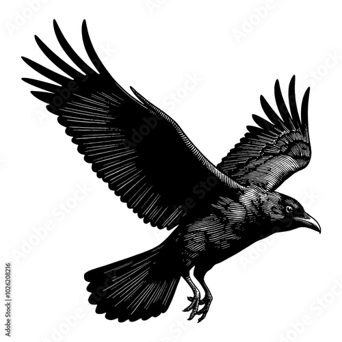Flying Crow with Extended Wings in Black and White Outline Line Art Drawing Style Illustration