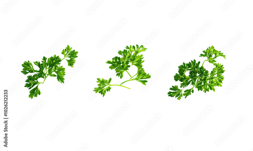 Parsley falling on white background Parsley falling on white background