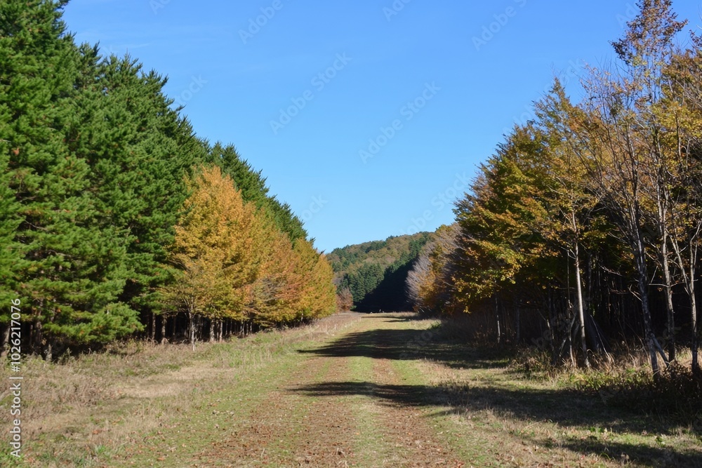Fototapeta premium A serene autumn pathway lined with vibrant trees under a clear blue sky