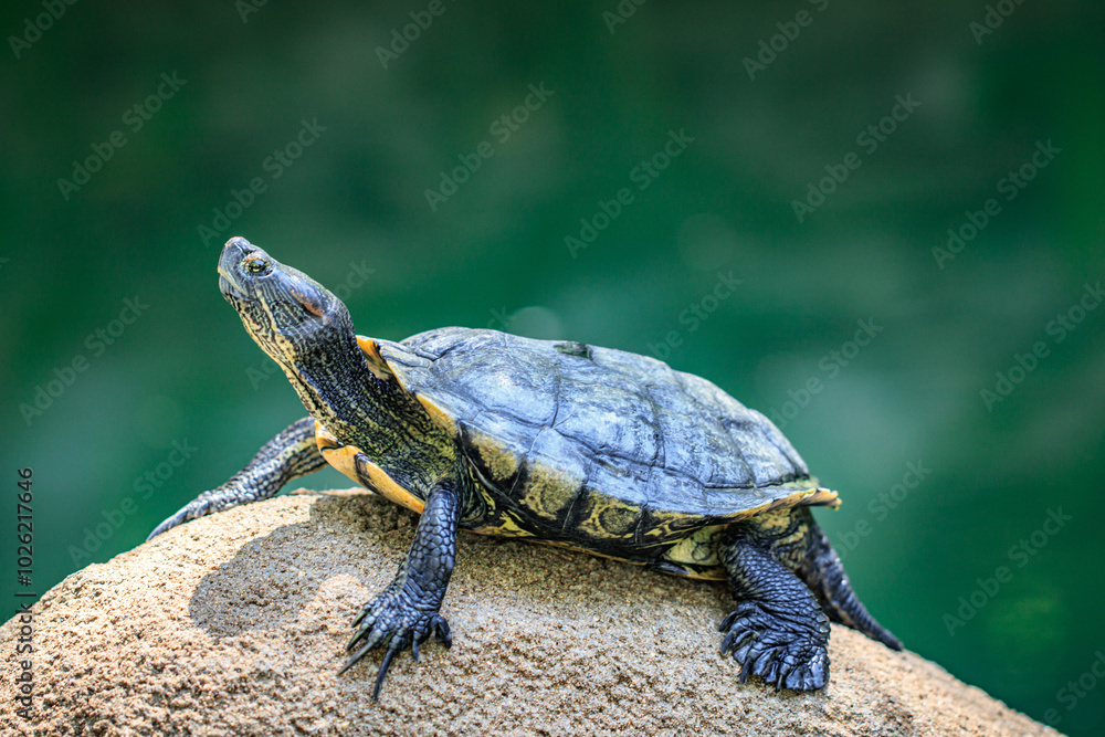 Turtle Basking on a Rock by the Water Turtle Basking on a Rock by the Water