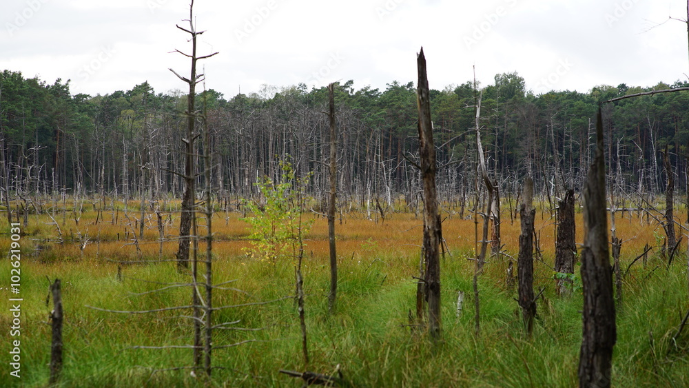 Obraz premium Swamps 1