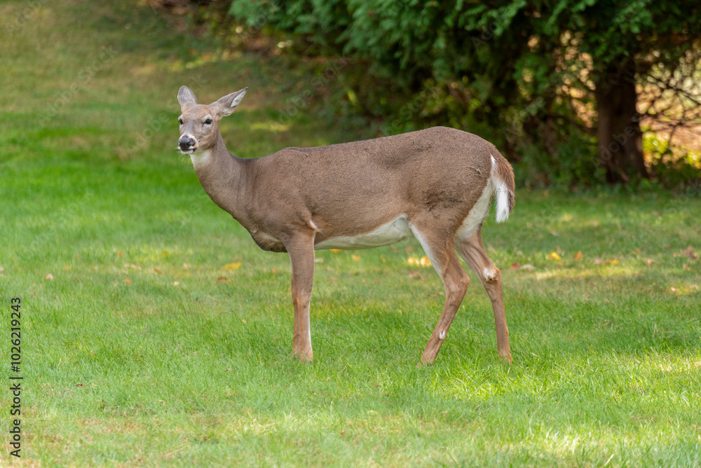 White-tailed Doe Deer Feeding On An Urban Lawn In Fall In Wisconsin White-tailed Doe Deer Feeding On An Urban Lawn In Fall In Wisconsin