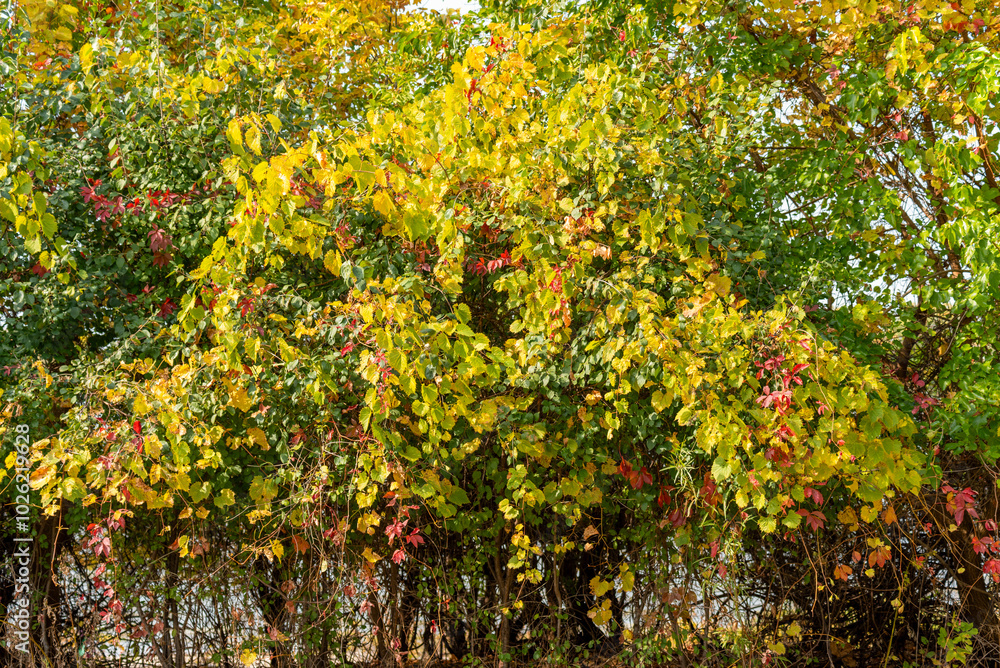 Wild Grapevine And Red Virginia Creeper Growing Along The Fox River Trail Near De Pere, Wisconsin, In Fall Wild Grapevine And Red Virginia Creeper Growing Along The Fox River Trail Near De Pere, Wisconsin, In Fall