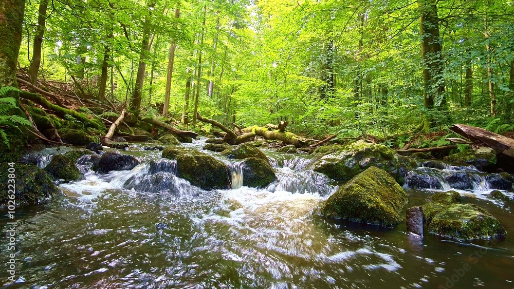 Obraz premium idyllischer Wildwasserbach im grünen lichtdurchflutetem märchenhaftem Wald mit moosbedeckten Felsen, Bäume, Pflanzen, Sonnenlicht, Erholung, Landschaft, wandern, Idylle 