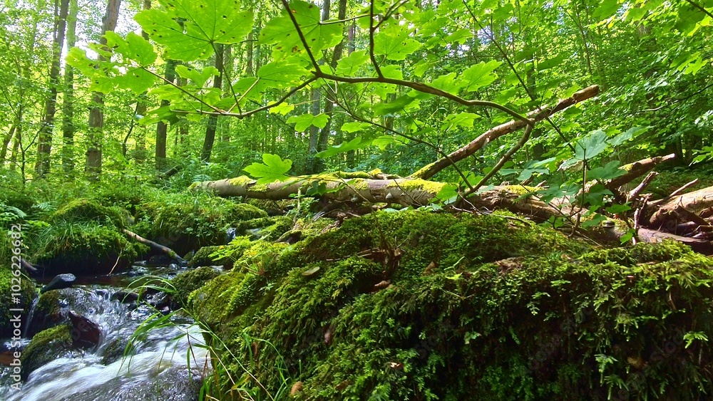 idyllischer Wildwasserbach im grünen lichtdurchflutetem märchenhaftem Wald mit moosbedeckten Felsen, Bäume, Pflanzen, Sonnenlicht, Erholung, Landschaft, wandern, Idylle
