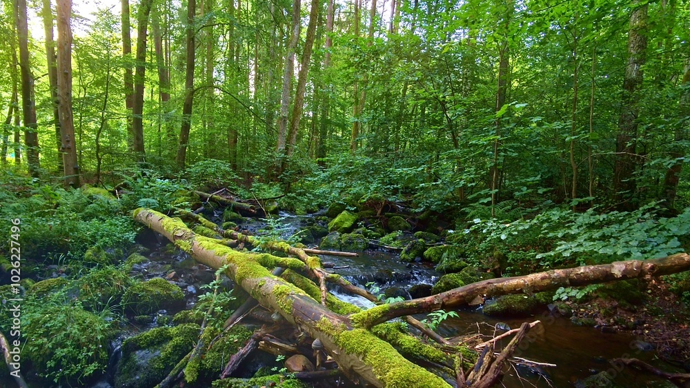 Fototapeta premium idyllischer Wildwasserbach im grünen lichtdurchflutetem märchenhaftem Wald mit moosbedeckten Felsen, Bäume, Pflanzen, Sonnenlicht, Erholung, Landschaft, wandern, Idylle 