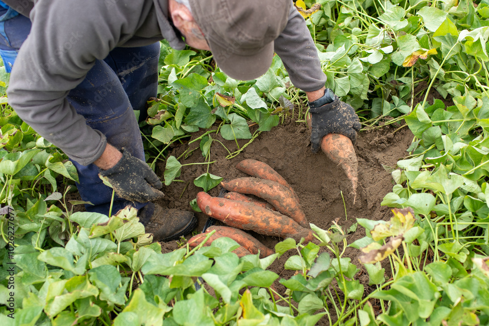 sweet potato cultivation in Sanlúcar, Spain sweet potato cultivation in Sanlúcar, Spain