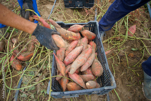 sweet potato cultivation in Sanlúcar, Spain 